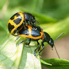 Milkweed leaf beetles (mating)