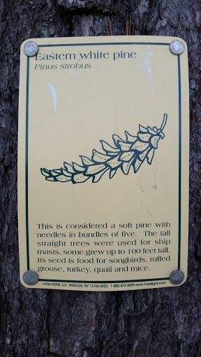 Eastern White Pine Nature Display