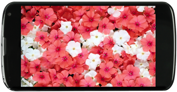 Lastest Flowers Wallpapers APK