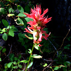 Indian Paintbrush or Prairie Fire