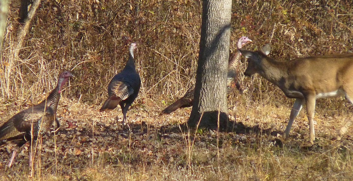 Wild Turkey and White-tailed Deer