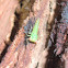 Leafhopper larva