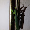 Australian Green Mantis