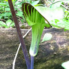 Jack in the Pulpit