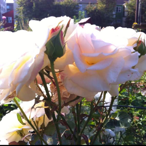 White rose | Project Noah