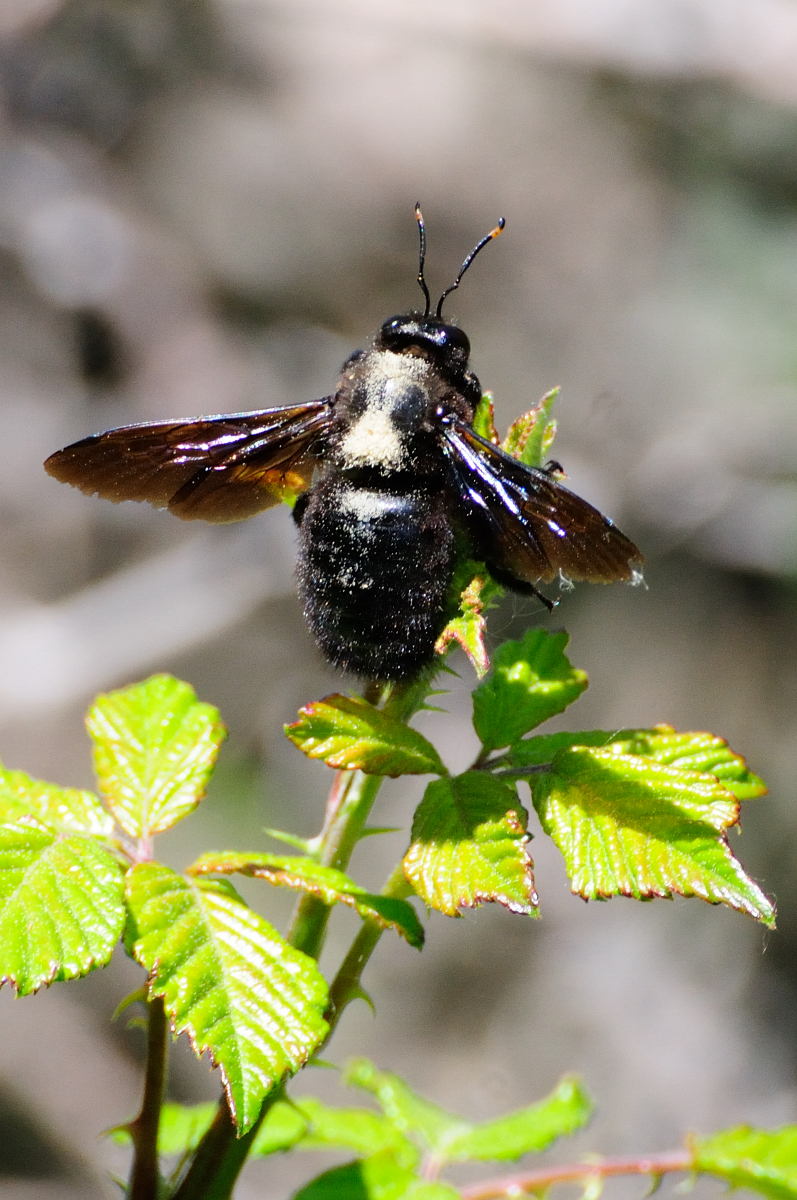 Violet carpenter bee; Abejorro carpintero