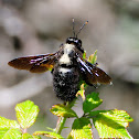 Violet carpenter bee; Abejorro carpintero