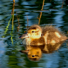 Baby duck by Janet Gilmour-Baker - Animals Birds