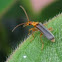 Soldier Beetle