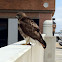 Red-Tailed Hawk