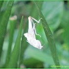 Grasshopper (Molted Exoskeleton)