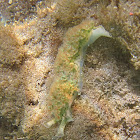 Lettuce Leaf Slug