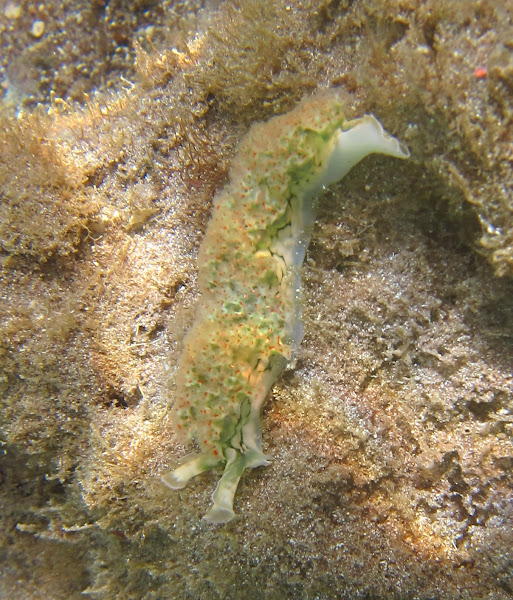 Lettuce Leaf Slug | Project Noah