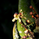 Bloom of a Olivillo tree