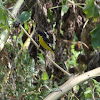 Lesser Goldfinch      Male