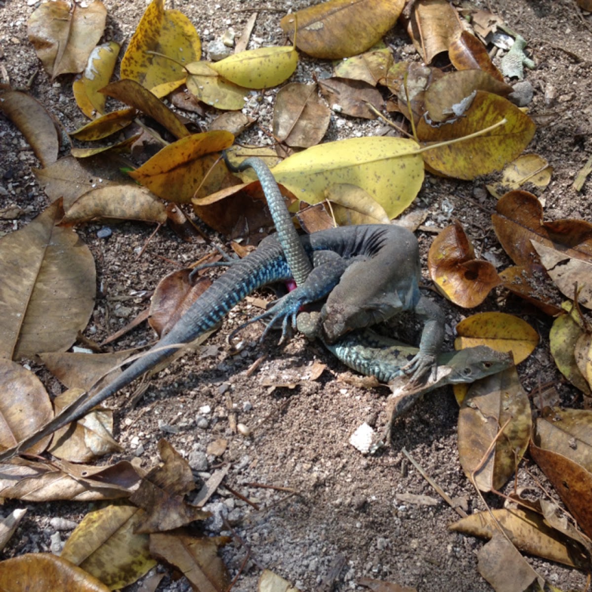 Common Puerto Rican Ameiva, Puerto Rican ground lizard