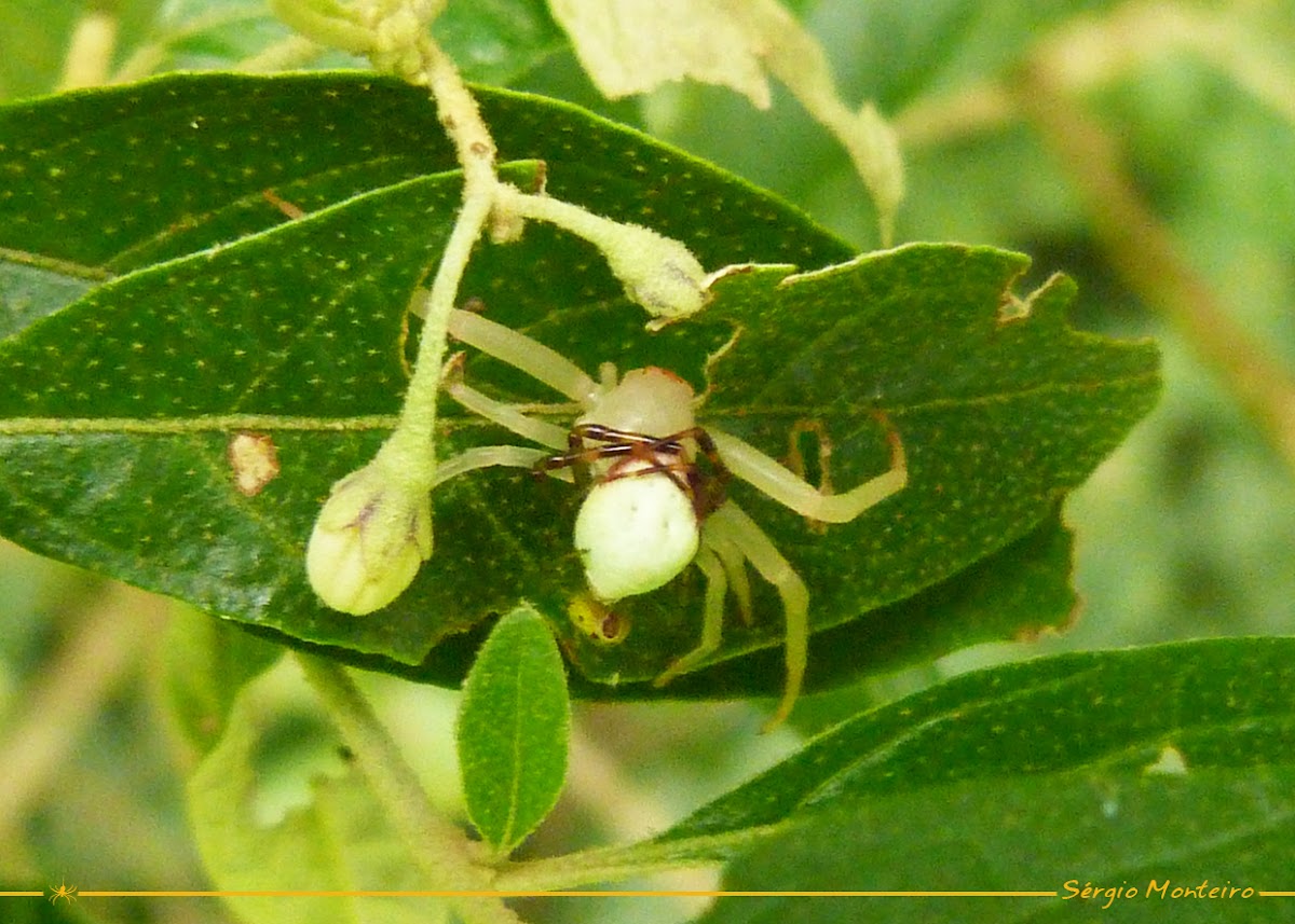 Flower Crab Spiders mating