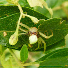 Flower Crab Spiders mating