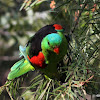 Red-winged Parrot (MALE)