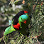 Red-winged Parrot (MALE)