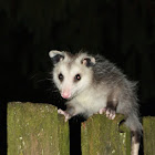 Virginia Opossum