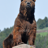 Grizzly by Dawn Hoehn Hagler -  