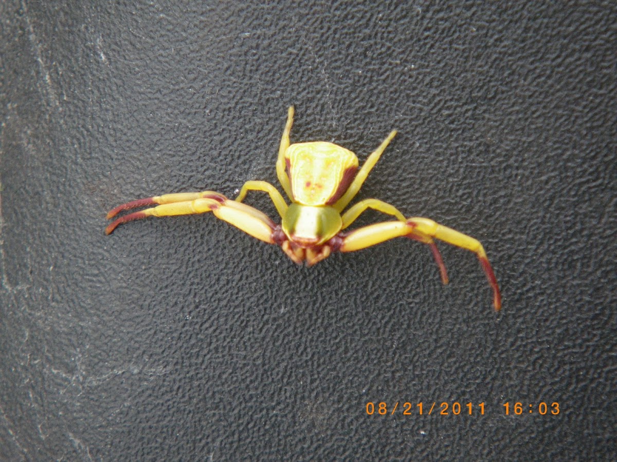 White Banded Crab spider
