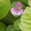 Greater Clover-leaved Desmodium