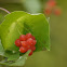 Hairy Honeysuckle