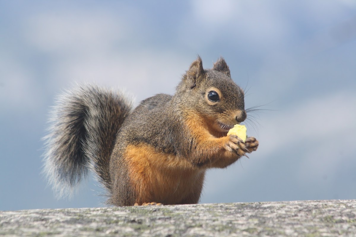 Douglas Squirrel