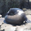 California Sea Lion     male
