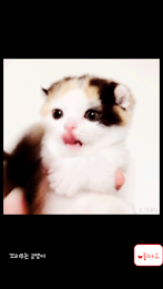 Animal collection umjjal poster 3