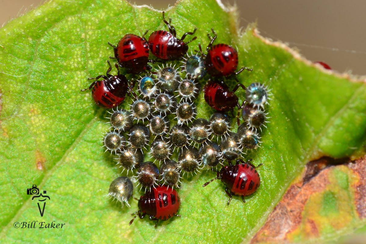 Spined Soldier Bug Nymphs
