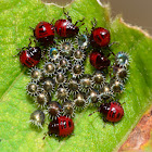 Spined Soldier Bug Nymphs