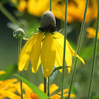 Black-eyed Susans