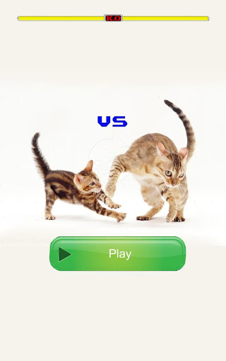 Cat Games