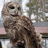 Barred Owl