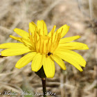 Crepis flower
