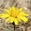 Crepis flower