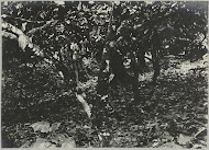 Dam met cacaoboomen op Tourtonne