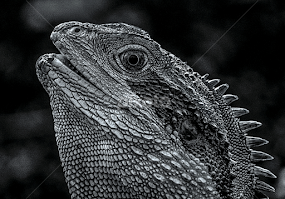 The Smiling Lizard by Christopher Rutter -  