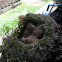 swainson's thrush abandoned nest