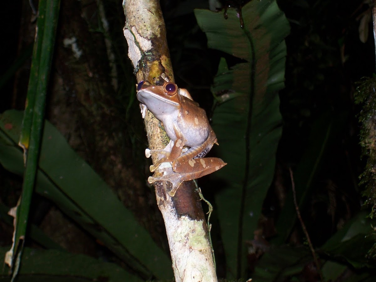 Madagascan Dagger Frog