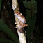 Madagascan Dagger Frog