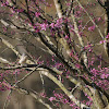 Tufted Titmouse in RedBud Tree