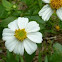 白野菊