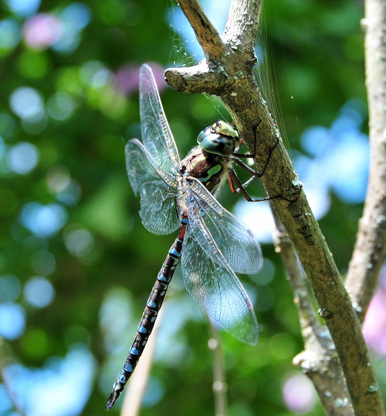 Blue-eyed Darner Dragonfly