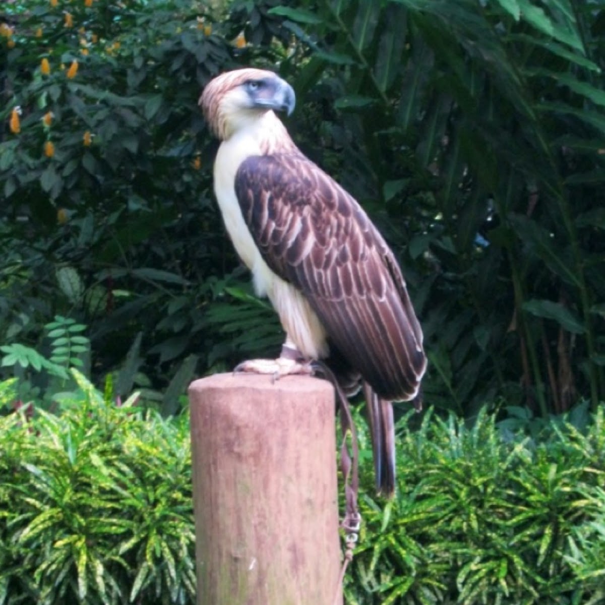 Philippine Eagle