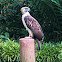 Philippine Eagle