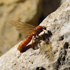 Sausage Fly (Army Ant)